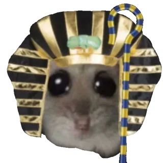 🐫 Sad Hamster hamster, sad, pharaoh, egyptian, meme, cute, animal, headdress telegram sticker