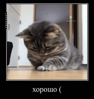 🌟 хорошо ( แมว, เศร้า, มีม, รัสเซีย, สัตว์, น่ารัก whatsapp sticker