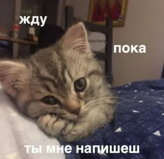 😔 жду
пока
ты мне напишеш Katze, wartend, Kätzchen, süß, Tier telegram sticker