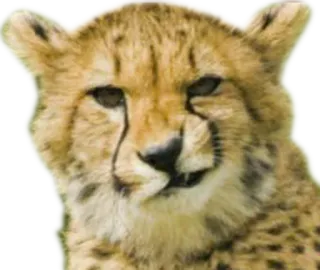 😼 cheetah, animal, cat, wildlife, mammal whatsapp sticker