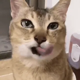 🐾 猫, 动物, 宠物, 舔, 可爱, 家猫 telegram sticker