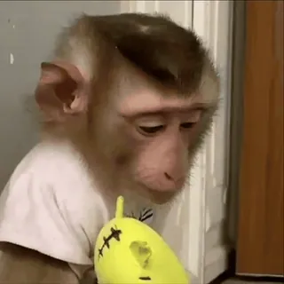 😔 Affe, Tier, Spielzeug, traurig, süß, Primat telegram sticker