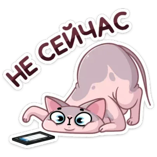 🙅‍♂️ НЕ СЕЙЧАС gatto, russo, telefono, adesivo, animale telegram sticker