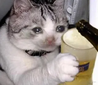 😩 gato, bebiendo, triste, cerveza, animal, meme, llorando telegram sticker