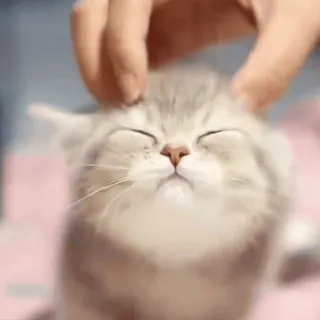 🤩 gato, gatinho, animal de estimação, animal, fofo, doméstico, felino, adorável telegram sticker
