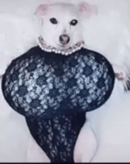 🍒 perro, lencería, animal, gracioso, sexy telegram sticker