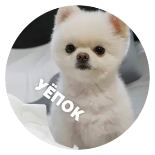 😠 УЁПОК 犬, 子犬, かわいい, 不快, ロシア telegram sticker