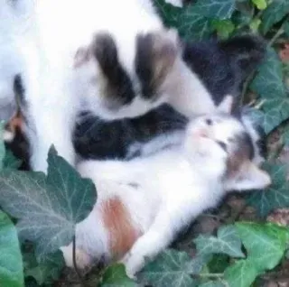 🪦 cat, kitten, animals, pet, cute, feline telegram sticker