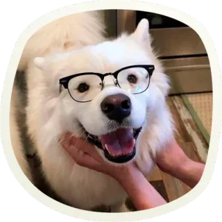 🤓 собака, очки, питомец, милый, самоед, животное telegram sticker
