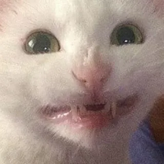 🔫 cat, animal, white, pet whatsapp sticker