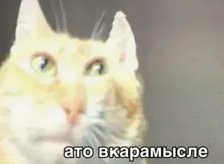 ❗ ато вкарамысле telegram sticker
