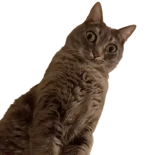 😯 кот, питомец, животное, милый, домашний, кошачий telegram sticker