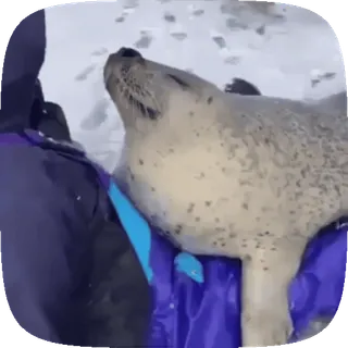 🦭 foka, zwierzę, dzika przyroda, słodki, natura, śnieg telegram sticker