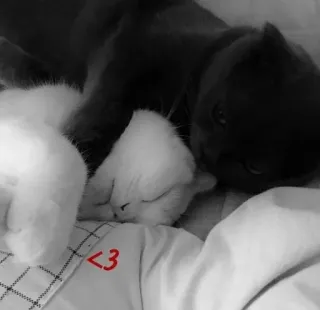🌟 <3 cat, animal, pet, love, heart, cute whatsapp sticker