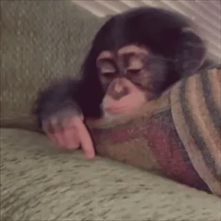 🌟 chimpanzee monkey, chimpanzee, animal, cute, tired, sleepy, baby animal telegram sticker