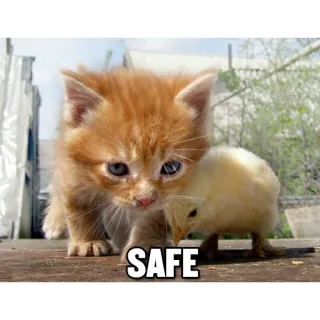 😊 SAFE gato, gatito, pollito, pájaro, animal, seguro telegram sticker
