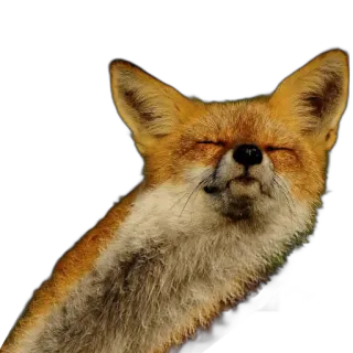 🧣 fox, animal, meme, funny, cute, wildlife telegram sticker