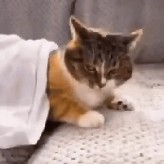 😊 cat, pet, animal, domestic cat, blanket, cute, calico whatsapp sticker