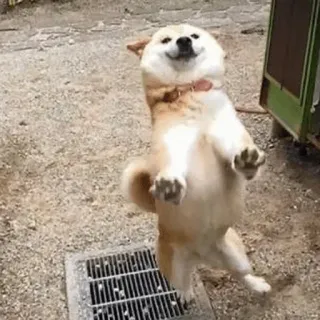 😳 chien, shiba inu, danse, drôle, joyeux, animal telegram sticker