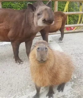 😊 Tapir, Capivara, Animais, Vida selvagem, Mamíferos, Natureza, Zoológico whatsapp sticker