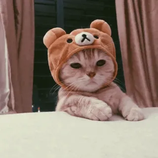 🐾 고양이, 곰, 귀여운, 동물, 애완동물, 새끼 고양이, 모자 telegram sticker