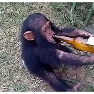 🍺 zwierzę, małpa, picie, piwo, butelka telegram sticker