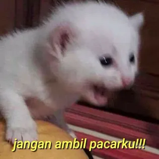 💛 jangan ambil pacarku!!! gatinho, gato, fofo, animal de estimação, meme, engraçado, animal telegram sticker