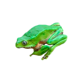 🐸 カエル, 緑, 動物, 両生類, 野生動物, 自然 telegram sticker