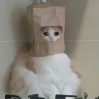 😰 cat, paper bag, cute, animal, pet, funny, sad telegram sticker