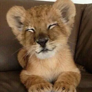 🦁 cachorro de león, bebé animal, lindo, animal, león, cachorro telegram sticker
