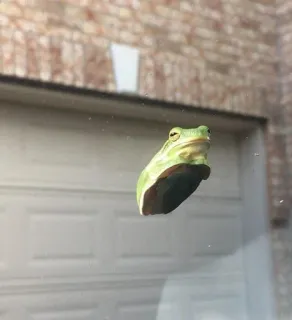 ☁️ grenouille, animal, faune, vert, nature whatsapp sticker