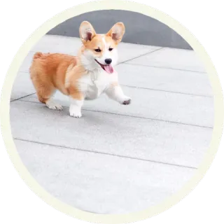 ☺️ корги, собака, щенок, животное, милый, питомец whatsapp sticker