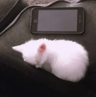 🍡 chat, chaton, dormir, téléphone, blanc, animal whatsapp sticker