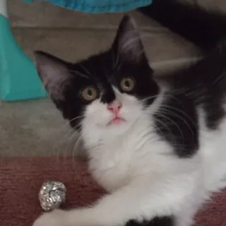 🙀 Katze, Kätzchen, Schwarzweiß, Tier, Haustier, süß whatsapp sticker