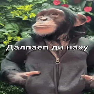 😎 Далпаеп ди наху monkey, animal, offensive, russian, sticker telegram sticker
