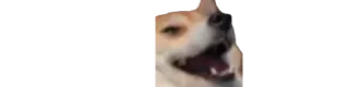 🙃 Corgi, Hund, Haustier, Tier, süß whatsapp sticker