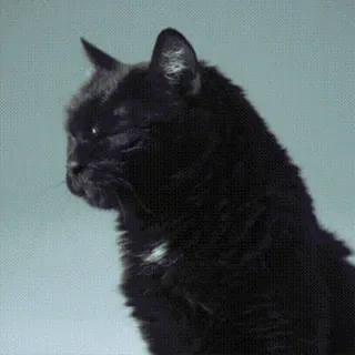 Black Cat / Черные кошки @freetopsticker whatsapp stickers
