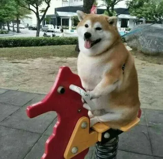 😛 chien, Shiba Inu, aire de jeux, jouet, mignon, animal telegram sticker
