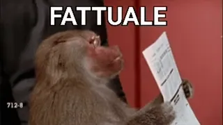 😎 FATTUALE babuino, mono, leyendo, texto, gracioso whatsapp sticker