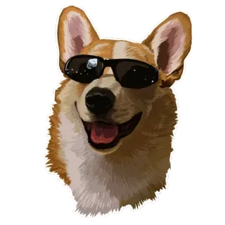🐶 corgi, chó, kính râm, ngầu, động vật, thú cưng telegram sticker