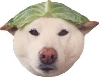 пусич telegram stickers
