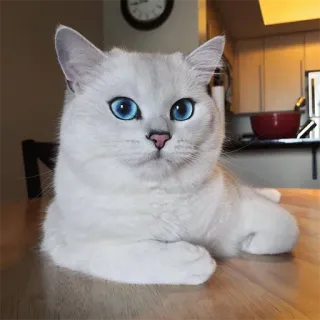 ☹ gato, animal, animal de estimação, felino, olhos azuis, gato branco, animal doméstico telegram sticker