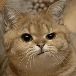 🥴 gato, enfadado, gruñón, meme, divertido, animal, mascota whatsapp sticker