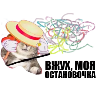 Кот вжух telegram stickers