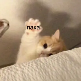 🤝 пака cat, kitten, wave, russian, farewell telegram sticker