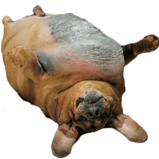 😊 cane, animale, sdraiato, a pancia in su, animale domestico telegram sticker