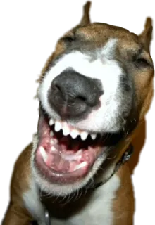 😝 狗, 动物, 咧嘴笑, 牙齿, 宠物, 快乐 telegram sticker