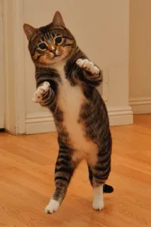 ⚡️ gato, animal, gracioso, de pie, lindo, animal doméstico, mascota telegram sticker