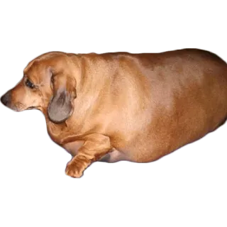 😢 cane, bassotto, bassotto, animale, carino, grasso telegram sticker