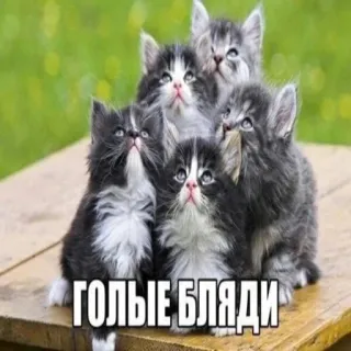 😻 ГОЛЫЕ БЛЯДИ gattini, gatti, russo, linguaggio offensivo, animali telegram sticker